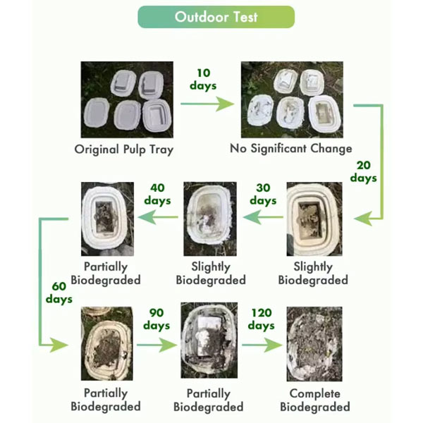 Environmental Advantages of Bagasse Packaging