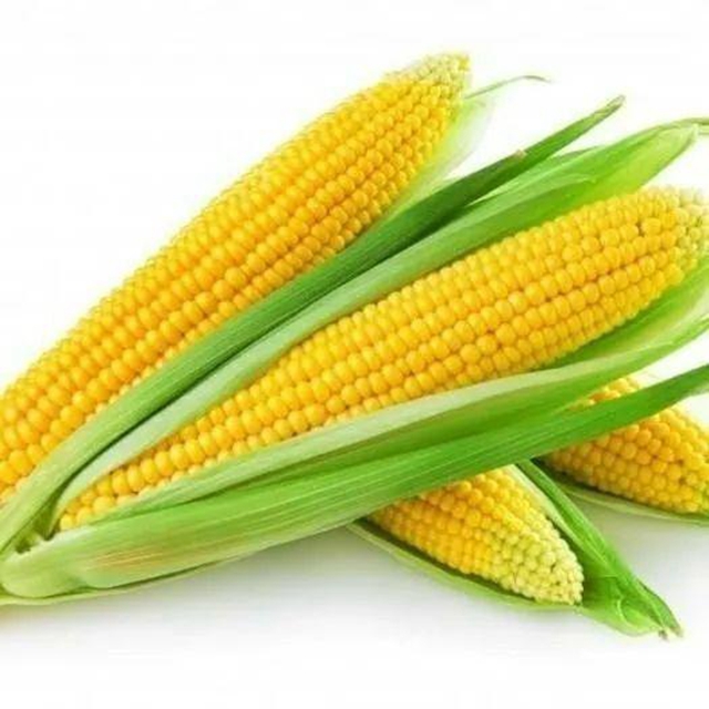 pulp tray manufacturer (1)